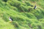PICTURES/PUFFINS - Helmaey Island/t_PU (62).JPG
